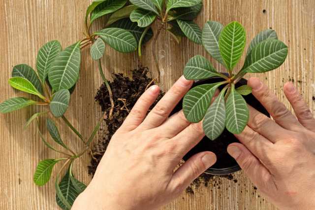 Comment bouturer les plantes ?