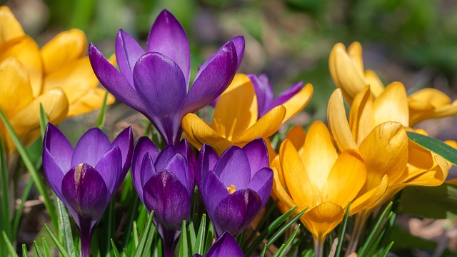 crocus tomasinianus