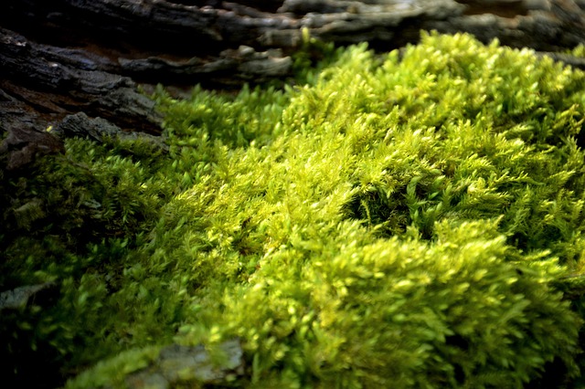 Détruire les mousses dans la pelouse
