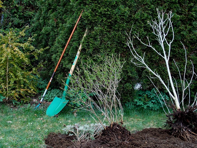 Plantez de nouveaux arbres