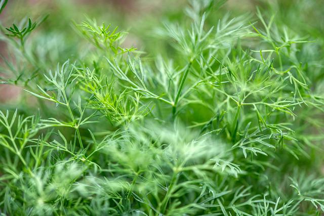 Plante aromatique Aneth
