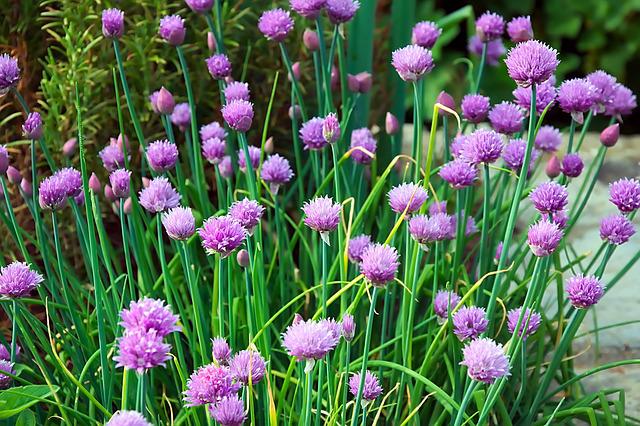 plante aromatique Ciboulette