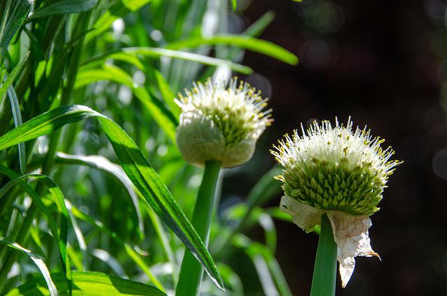 Plante aromatique Estragon