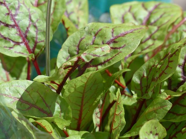 Plante aromatique Oseille