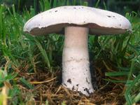 AGARIC DES PRÉS