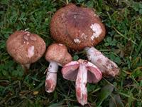 AGARIC SANGUINOLENT