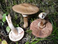 AGARIC DES FORÊTS