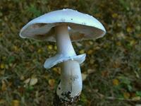 AGARIC DES BOIS