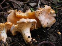 CHANTERELLE (Girolle)