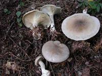 CLITOCYBE NÉBULEUX