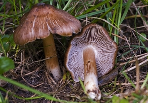 INOCYBE À SPORES ÉTOILÉES