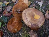 PAXILLE ENROULÉ