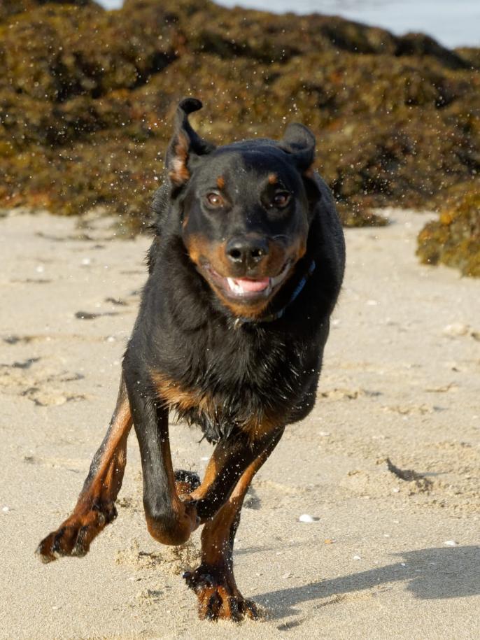 Photo Le chien qui te protège