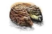 Epoisses