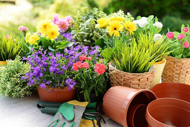 Calendrier de semis et plantation fleurs