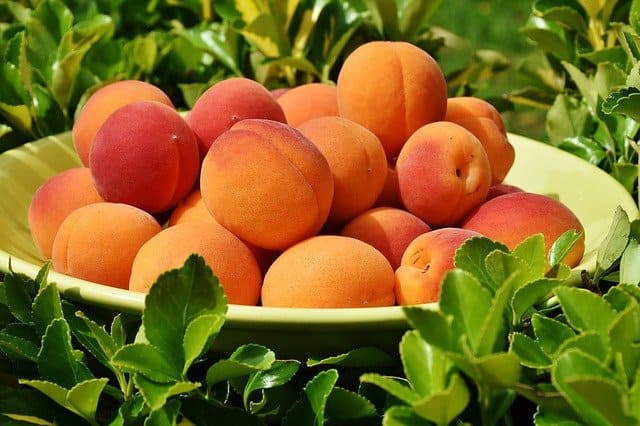 Recettes de cuisine DIPLOMATE AUX ABRICOTS