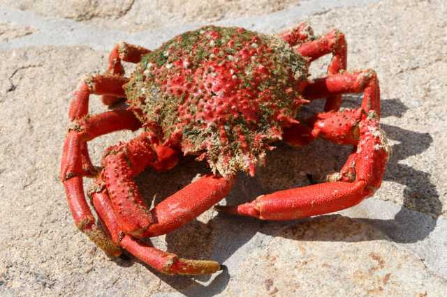 Recettes de cuisine CRABE A L'AMERICAINE