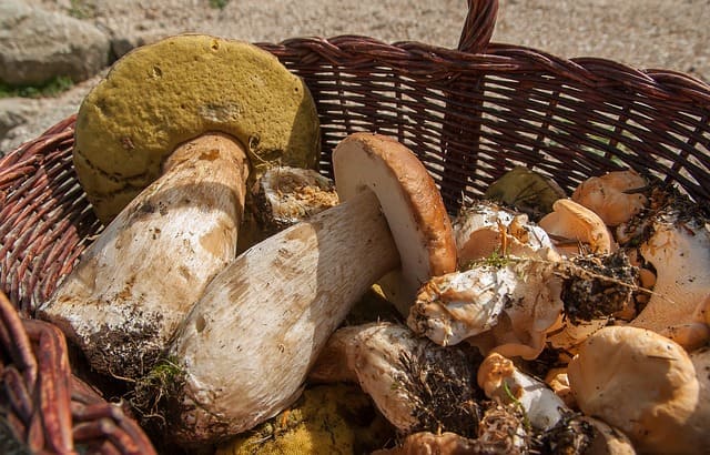 Recettes de cuisine CEPES A LA PROVENCALE