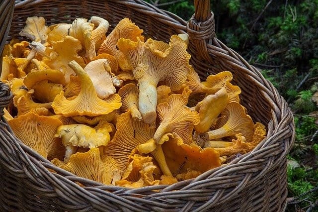 Recettes de cuisine GIROLLES AU LARD