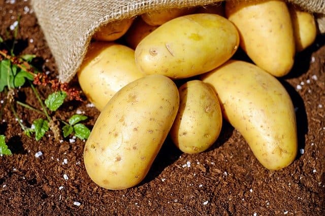 Recettes de cuisine GRATIN DE POMMES DE TERRE AU ROQUEFORT
