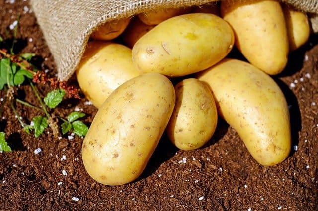 Recettes de cuisine SALADE DE POMMES DE TERRE AUX OIGNONS ROUGES