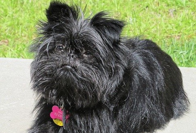 Fiche pratique chien Affenpinscher