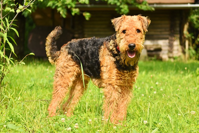 Fiche pratique chien Airedale Terrier