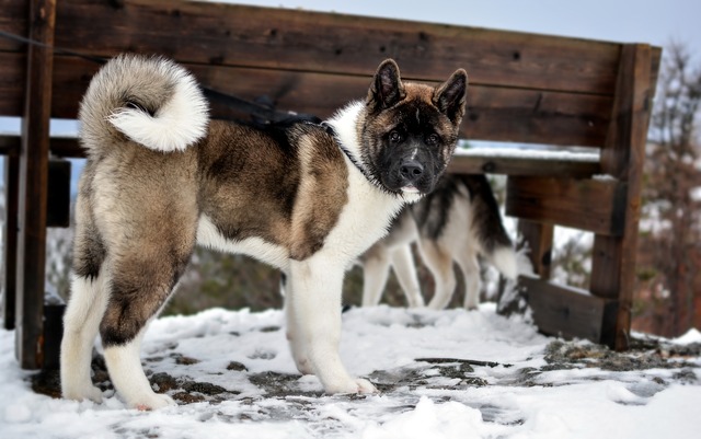 Fiche pratique chien Akita Américain