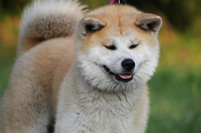 Fiche pratique chien Akita Inu