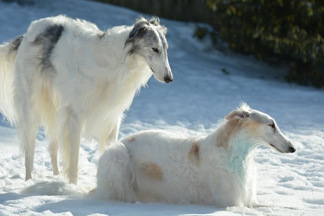 Fiche pratique chien Barzoï