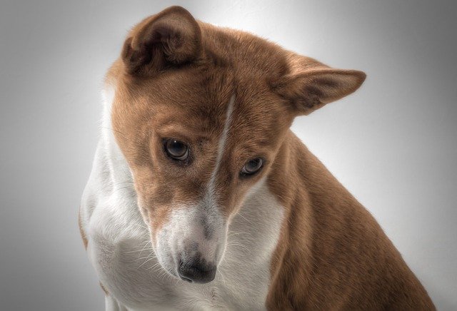 Fiche pratique chien Basenji