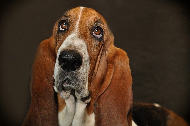 Fiche pratique chien Basset artésien normand