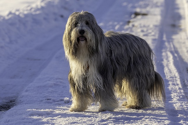 Fiche pratique chien Bearded collie