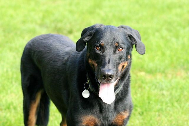 Fiche pratique chien Beauceron