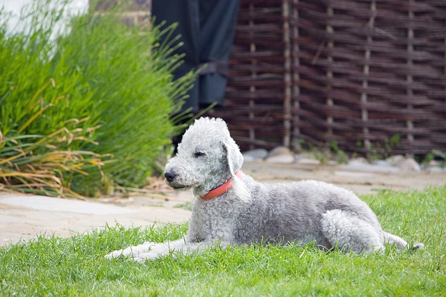 Fiche pratique chien Bedlington terrier