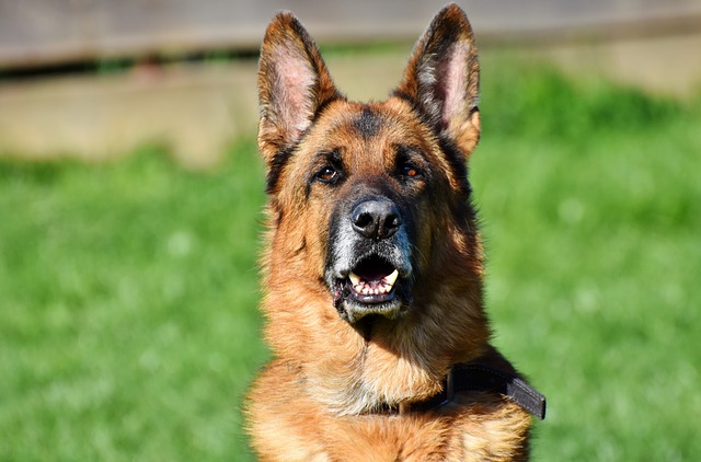 Fiche pratique chien Berger allemand