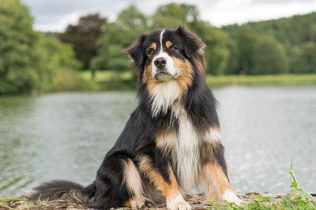 Fiche pratique chien Berger australien