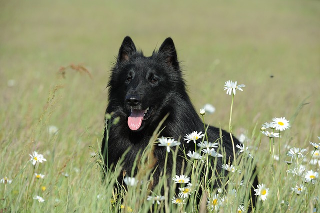 Fiche pratique chien Berger belge Groenendael