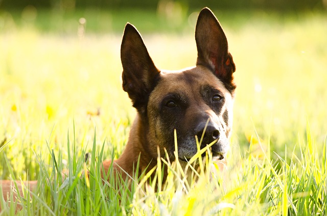 Fiche pratique chien Berger Belge Malinois