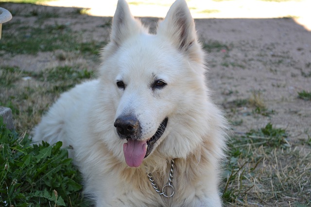 Fiche pratique chien Berger blanc Suisse