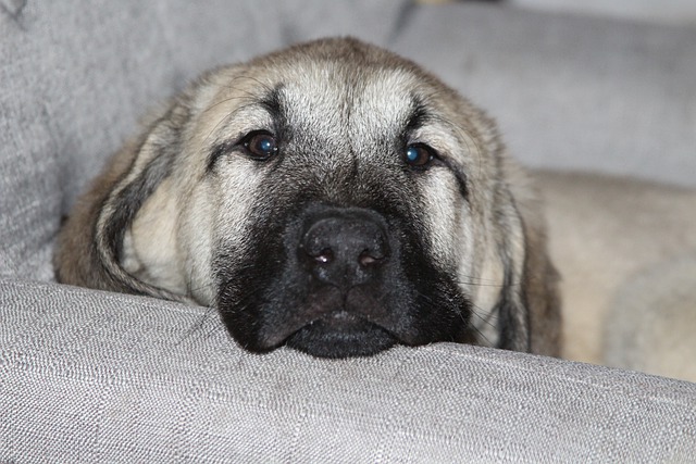 Fiche pratique chien Berger d'Anatolie