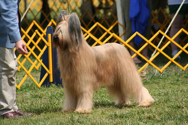 Fiche pratique chien Berger de Brie