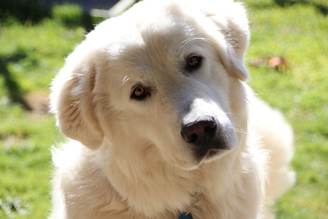 Fiche pratique chien Berger de Maremme et Abruzzes