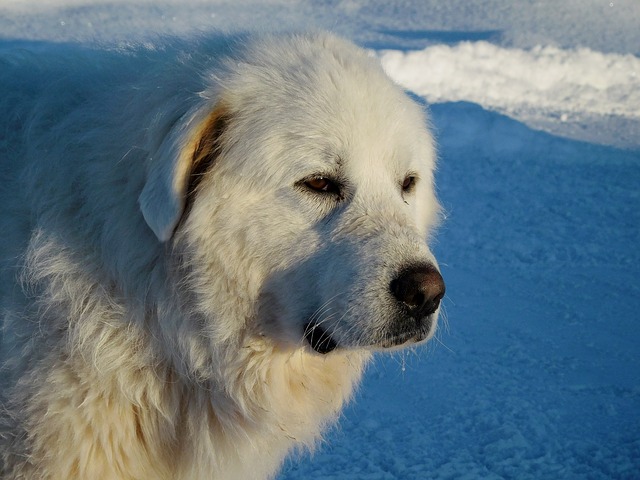 Fiche pratique chien Berger des Pyrénées