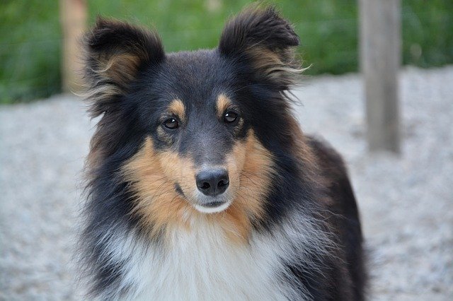 Fiche pratique chien Berger des Shetland