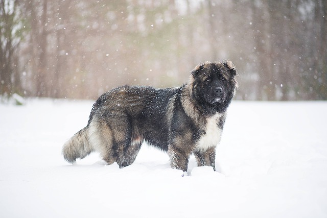 Fiche pratique chien Berger du Caucase