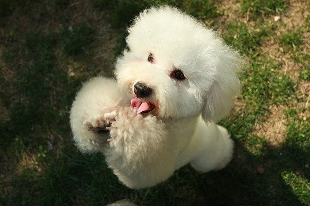 Fiche pratique chien Bichon à poil frisé