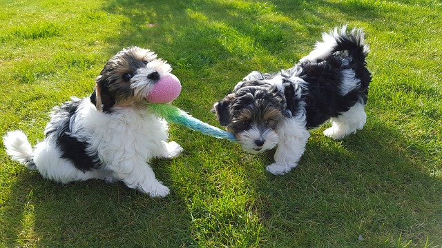 Fiche pratique chien Biewer Yorkshire