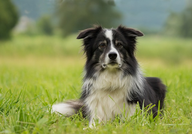 Fiche pratique chien Border collie