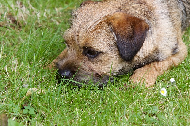 Fiche pratique chien Border Terrier